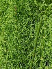 Equisetum