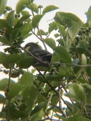 Dumetella carolinensis