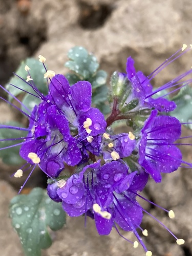 patch phacelia (Phacelia splendens)