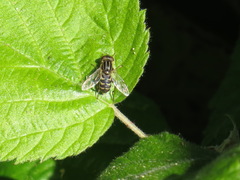 Anasimyia anausis