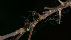 Nomia iridescens