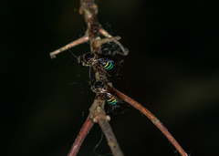 Nomia iridescens