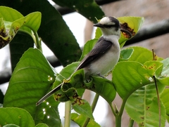 Pericrocotus divaricatus