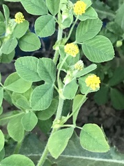 Medicago lupulina