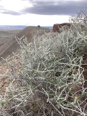 Tetradymia spinosa