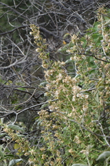 Brickellia secundiflora