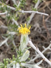 Tetradymia spinosa