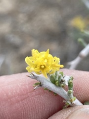 Tetradymia spinosa