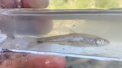 Notropis dorsalis