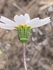 Layia erubescens