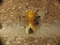 Megalopyge bissesa