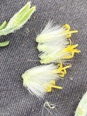 Tetradymia spinosa