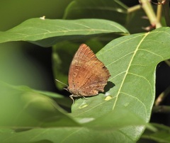 Arhopala micale