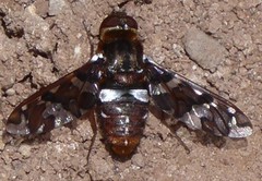 Exoprosopa caliptera