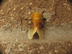 Megalopyge bissesa