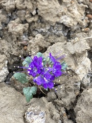 Phacelia splendens