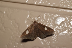 Edessena gentiusalis