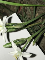 Ornithogalum