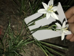Ornithogalum
