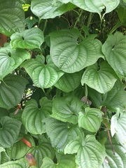 Dioscorea sansibarensis