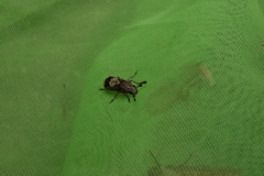 Ozotomerus japonicus