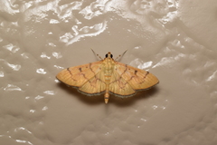 Patania chlorophanta