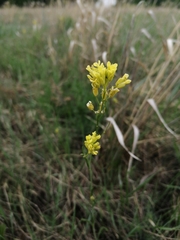 Sisymbrium polymorphum