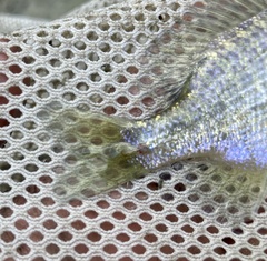 Lernaeidae