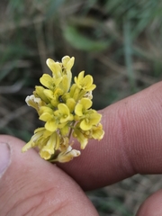 Sisymbrium polymorphum