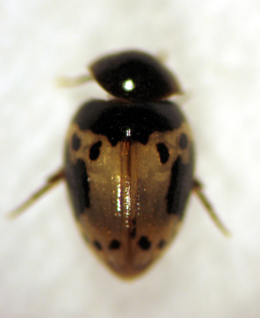 Noteucinetus