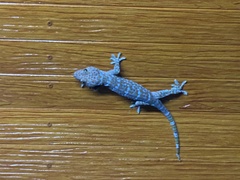 Gekko gecko