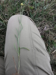 Sisymbrium polymorphum