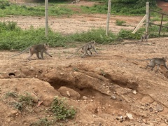 Macaca fascicularis