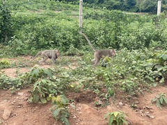 Macaca fascicularis