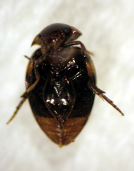 Noteucinetus nunni