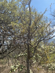 Cladocolea microphylla