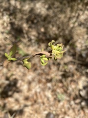 Cladocolea microphylla