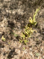 Cladocolea microphylla
