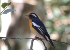 Mugimaki Flycatcher photo 5