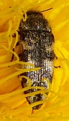 Acmaeodera diffusa