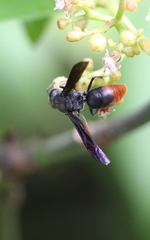 Anterhynchium mellyi