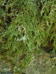 Plagiothecium piliferum