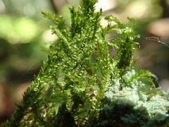 Plagiothecium piliferum