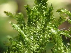 Plagiothecium piliferum