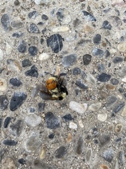 Bombus ternarius