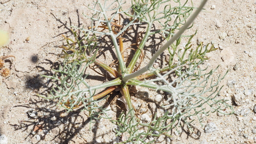 Chaenactis carphoclinia var. peirsonii