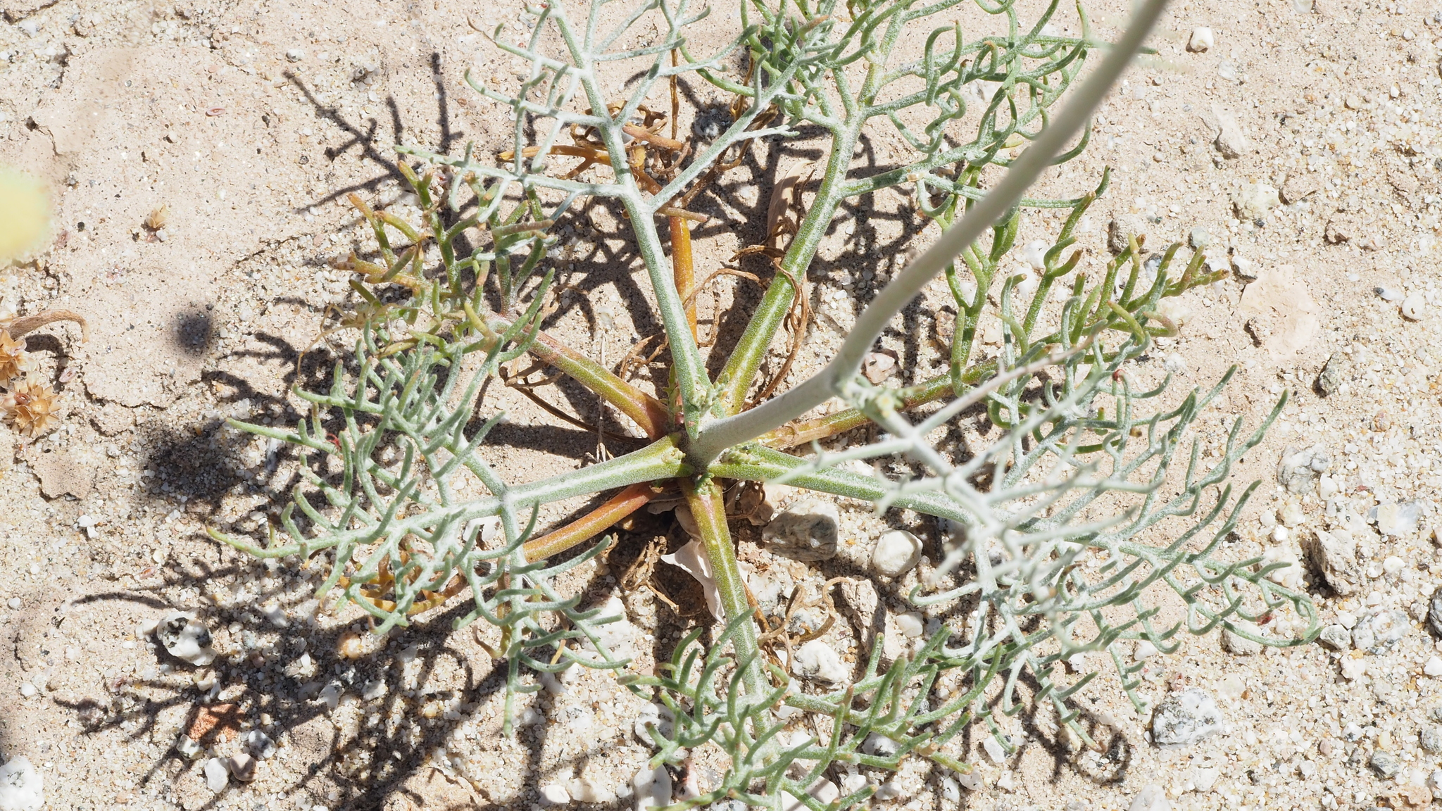 Chaenactis carphoclinia var. peirsonii