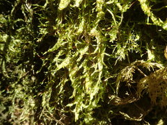 Plagiothecium piliferum