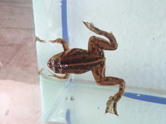 Occidozyga lima