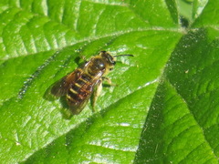 Andrena auricoma